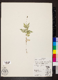 Bidens bipinnata image