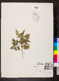 Bidens bipinnata image