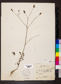 Bidens bipinnata image