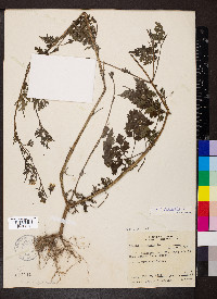 Bidens bipinnata image
