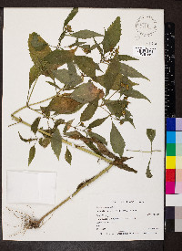 Bidens connata image