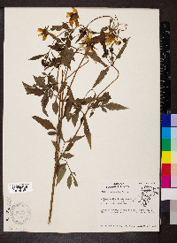 Bidens connata image