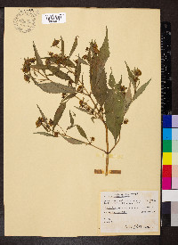 Bidens connata image