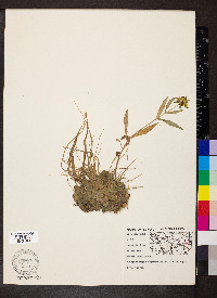 Bidens connata image