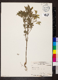 Bidens connata image