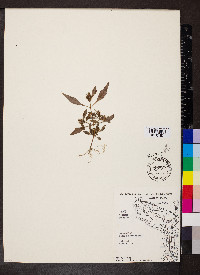 Bidens connata image