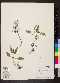 Bidens discoidea image