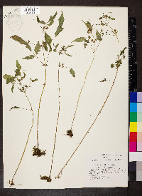 Bidens discoidea image