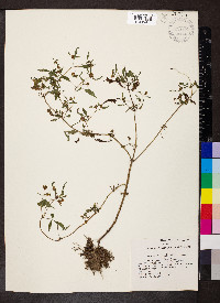 Bidens discoidea image