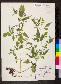 Bidens discoidea image