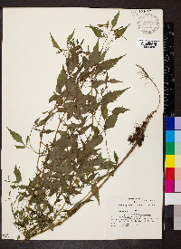 Bidens discoidea image