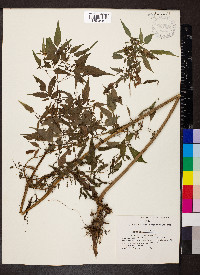 Bidens discoidea image