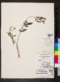 Bidens discoidea image