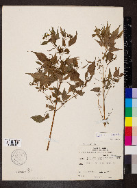 Bidens discoidea image