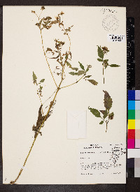 Bidens discoidea image