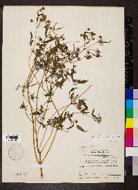 Bidens discoidea image