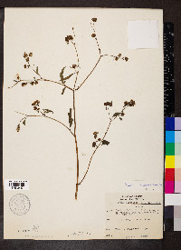 Bidens discoidea image