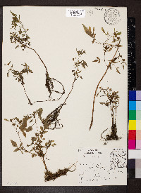 Bidens discoidea image