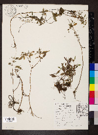 Bidens discoidea image