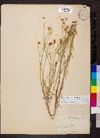 Almutaster pauciflorus image