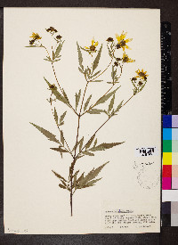 Bidens polylepis image