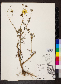 Bidens polylepis image