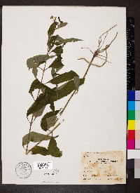 Bidens polylepis image