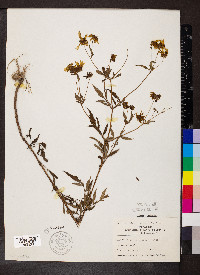 Bidens polylepis image