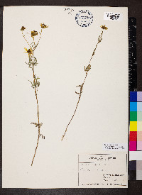 Bidens trichosperma image