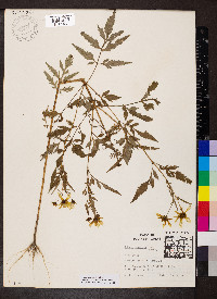 Bidens trichosperma image