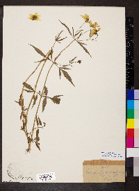 Bidens trichosperma image