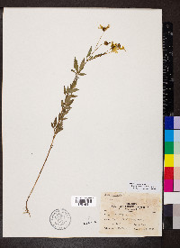 Bidens trichosperma image