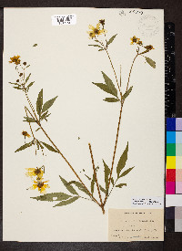 Bidens trichosperma image