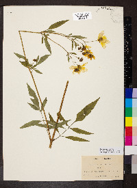 Bidens trichosperma image