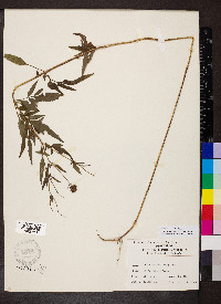 Bidens trichosperma image