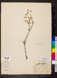 Bidens trichosperma image