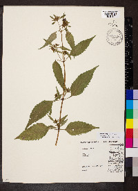 Bidens tripartita image