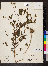 Bidens tripartita image