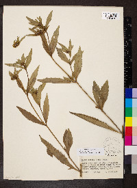 Bidens tripartita image