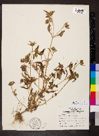 Bidens tripartita image