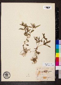 Bidens tripartita image