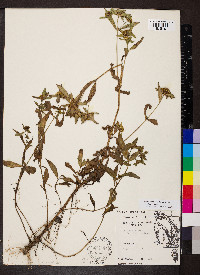 Bidens tripartita image