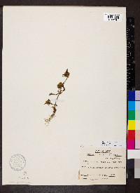 Bidens tripartita image
