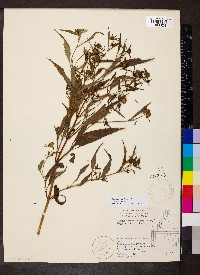 Bidens tripartita image