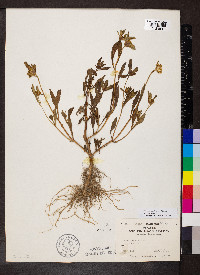 Bidens tripartita image