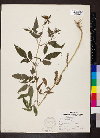 Bidens vulgata image
