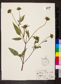 Bidens vulgata image