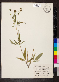 Bidens vulgata image