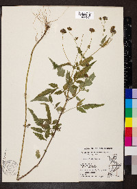 Bidens vulgata image