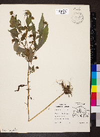 Bidens vulgata image